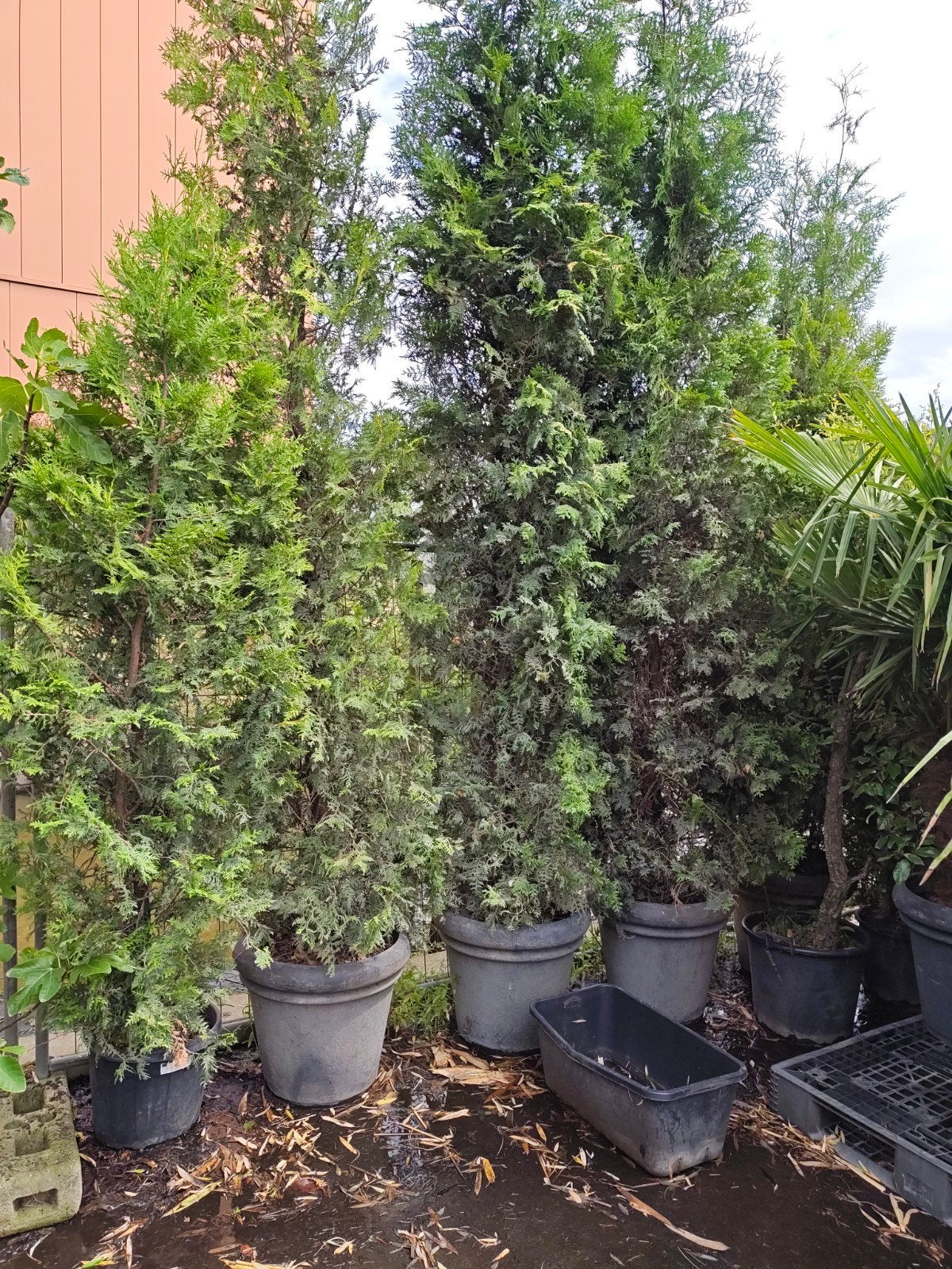 4grote Thuja in polyester pot ca 400vm hoog, Tuin en Terras, Planten | Struiken en Hagen, Ophalen, Beukenhaag, 100 tot 250 cm