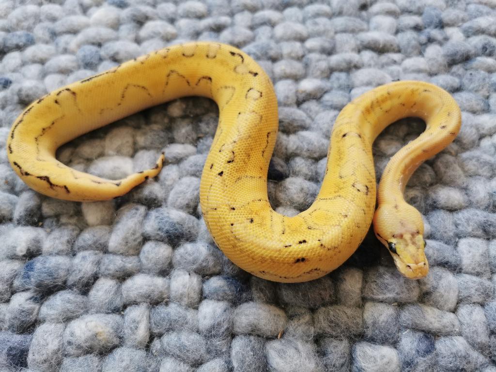 0.1 Champagne Super Enchi Pastel Koningspython, Dieren en Toebehoren, Slang, Tam, 0 tot 2 jaar