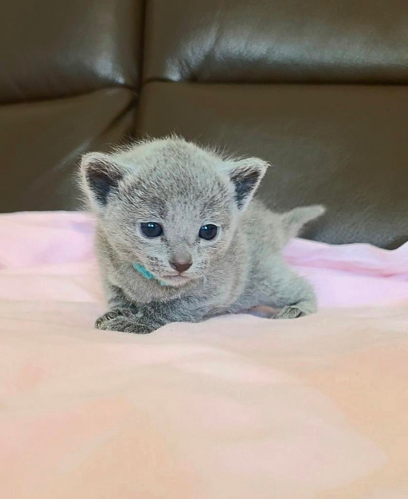 Blauwe Rus Kittens met Stamboom, Meerdere dieren, Met stamboom