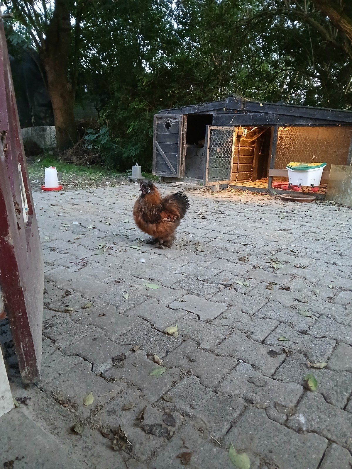 Mooie jonge zijdehoender haan., Dieren en Toebehoren, Mannelijk, Kip