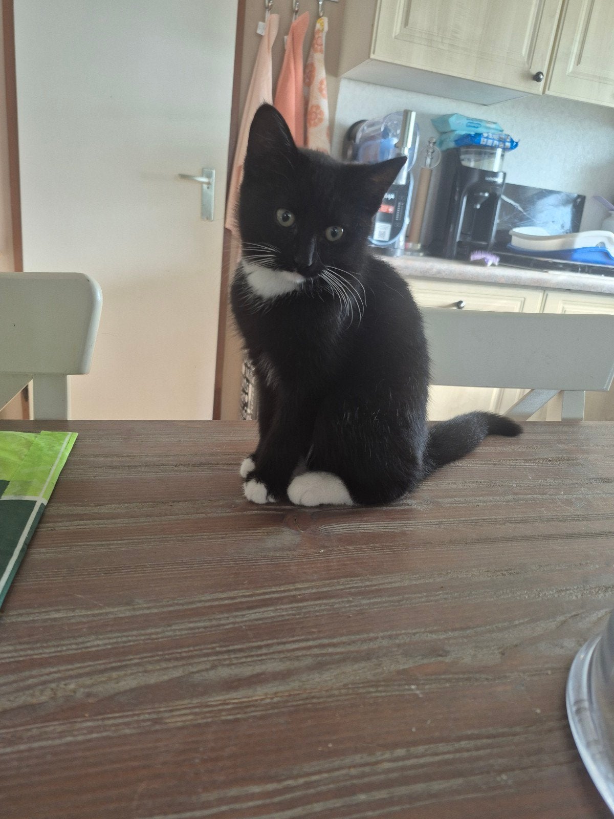 zwart witte kitten, Dieren en Toebehoren, Katten en Kittens | Raskatten | Langhaar, Kater, Ontwormd, 0 tot 2 jaar