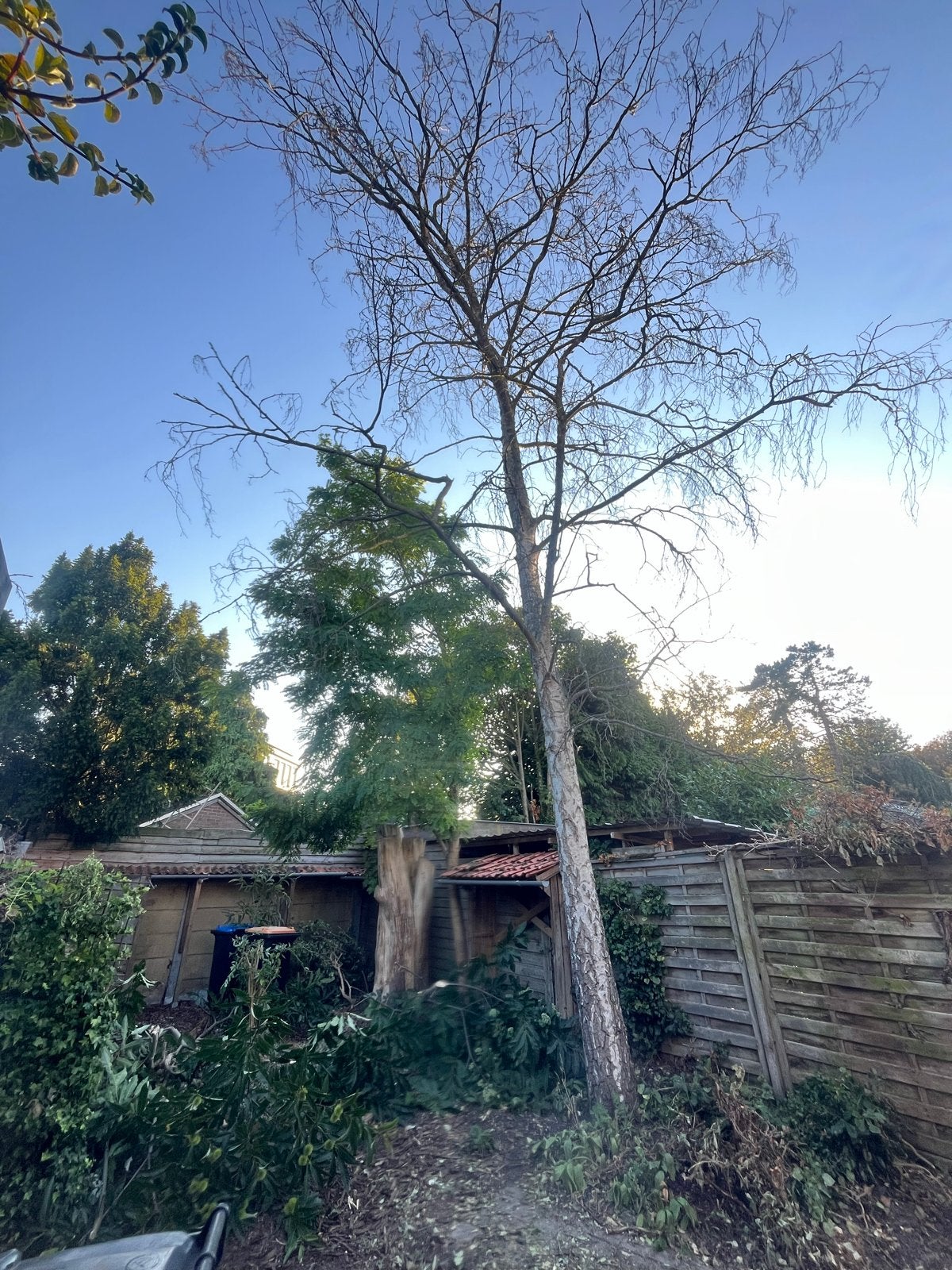 Zelf zagen en gratis hout meenemen, Tuin en Terras, Planten | Bomen, Bloeit niet, Overige soorten, 400 cm of meer, Ophalen