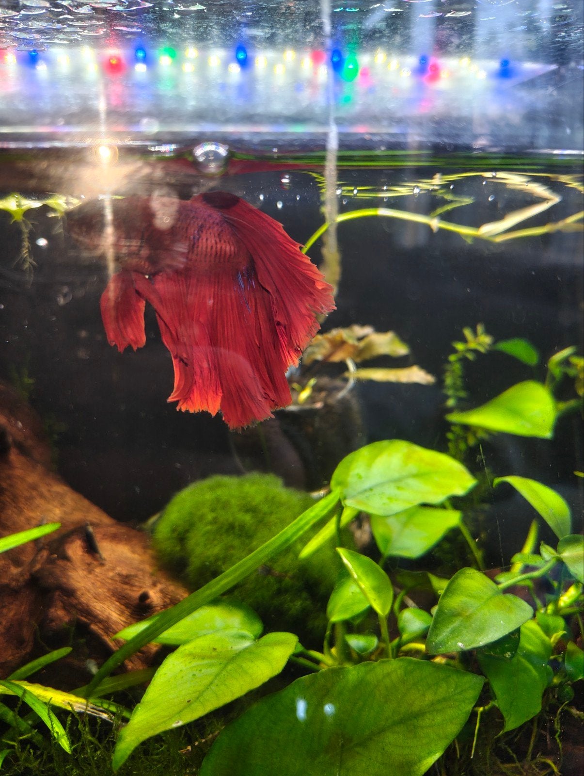 betta 2 maal, 0 tot 2 jaar