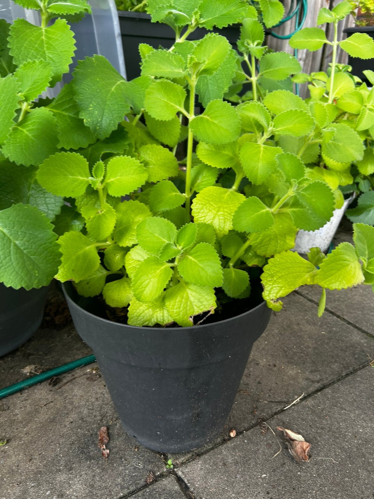 Grote Cubaanse Oregano, Ophalen, Eenjarig, Volle zon