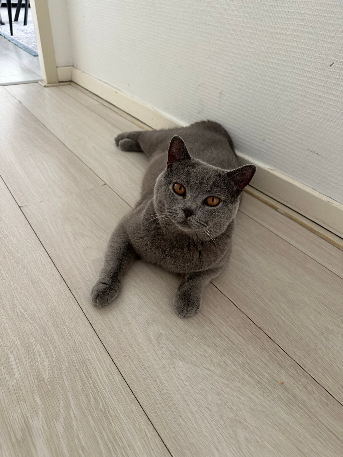 Britse kortaar, Dieren en Toebehoren, Katten en Kittens | Raskatten | Korthaar, Poes, 0 tot 2 jaar