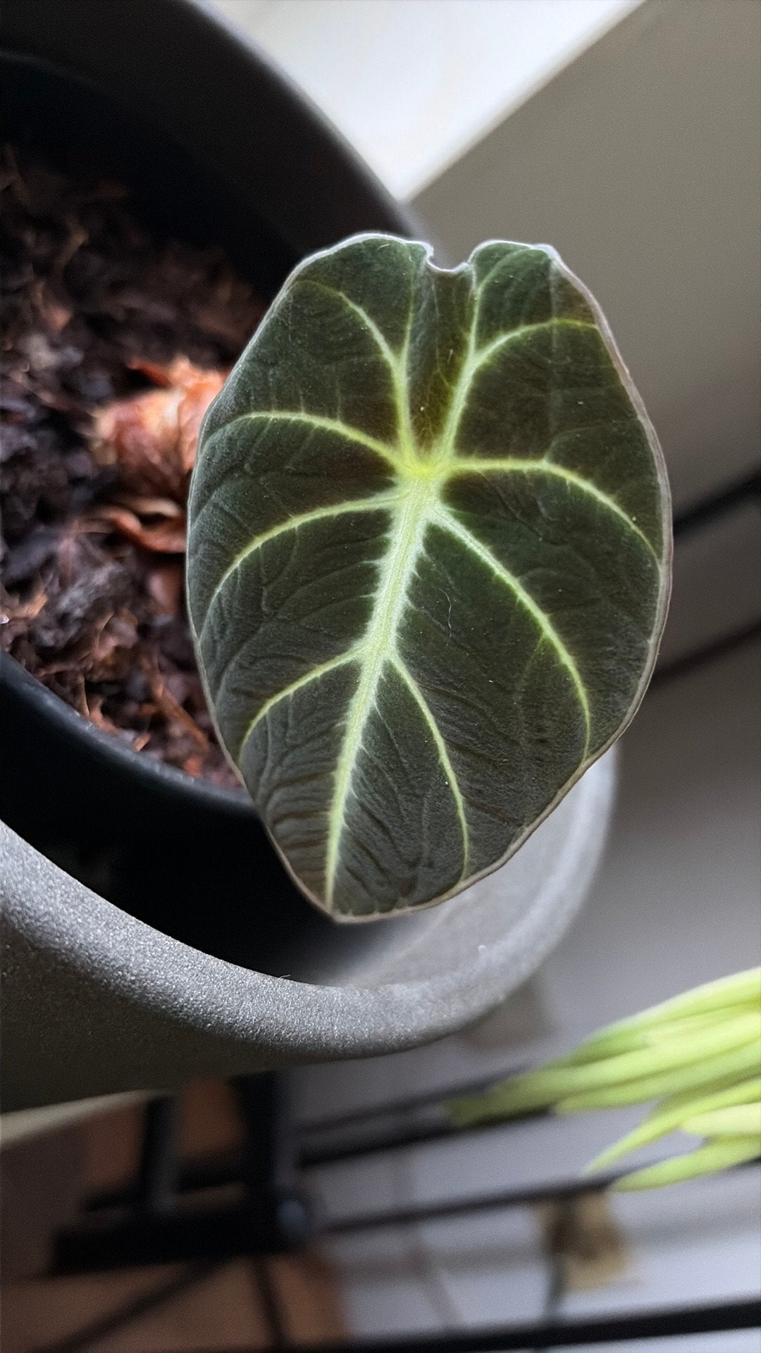Alocasia Black Velvet stekje, Ophalen of Verzenden, Halfschaduw, Minder dan 100 cm