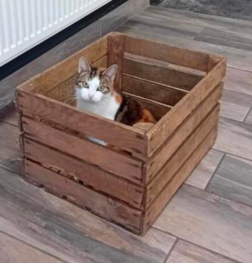 Houten fruitkistje, Ophalen, Minder dan 35 cm