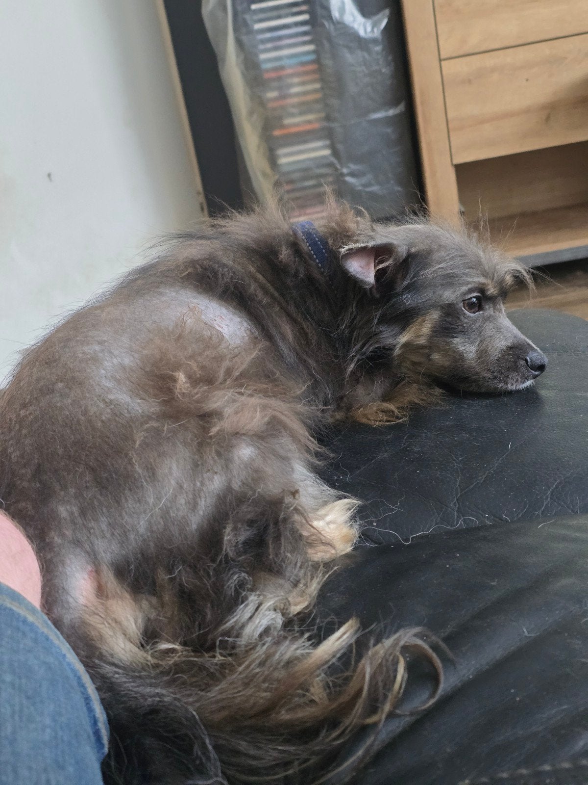 nieuw huisje gezocht wie wil mij, Dieren en Toebehoren, Honden | Chihuahua's en Gezelschapshonden, Reu, Eén hond, Chihuahua, 3 tot 5 jaar