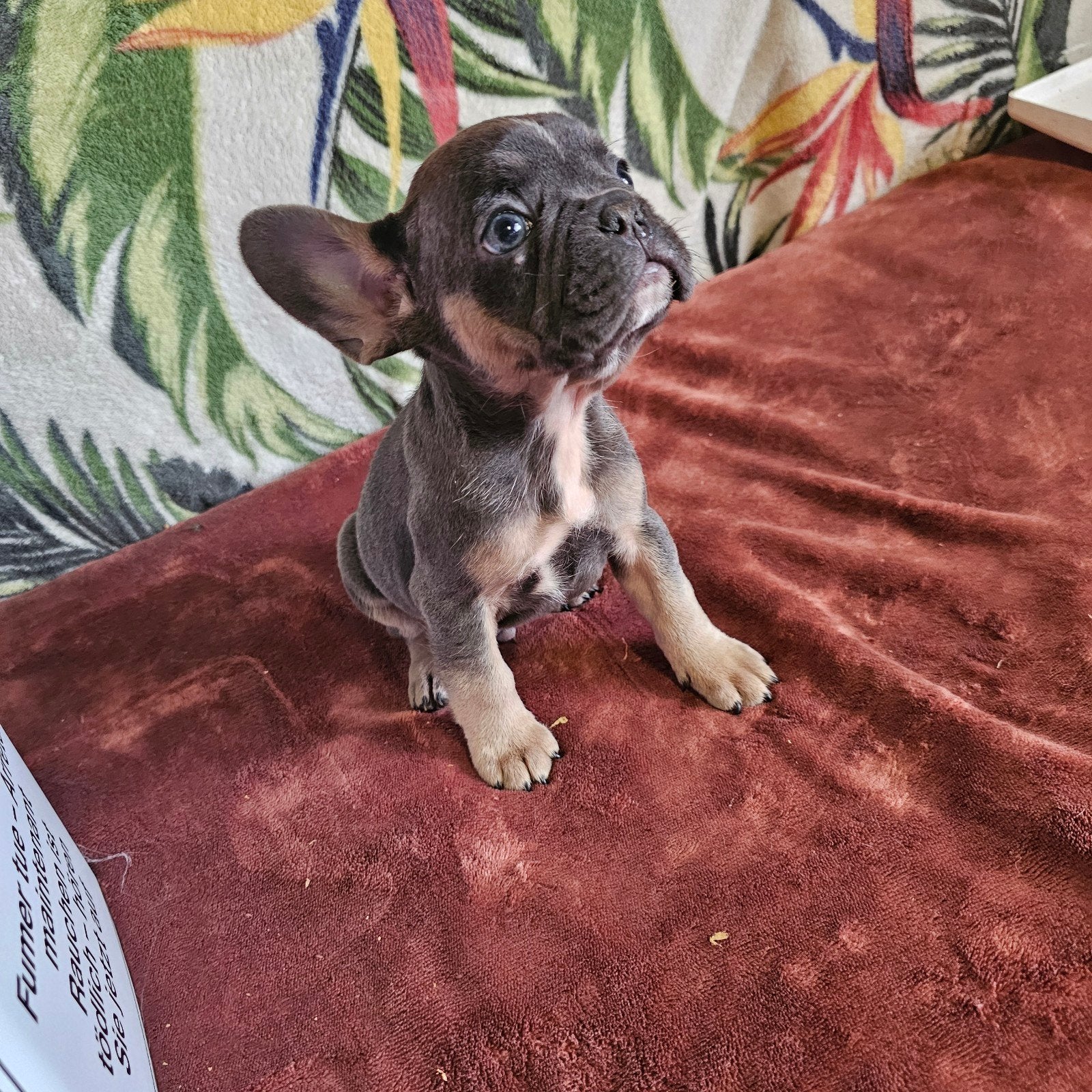 Prachtige Franse Bulldog pups met stamboom, Dieren en Toebehoren, Parvo, België, Particulier, 8 tot 15 weken