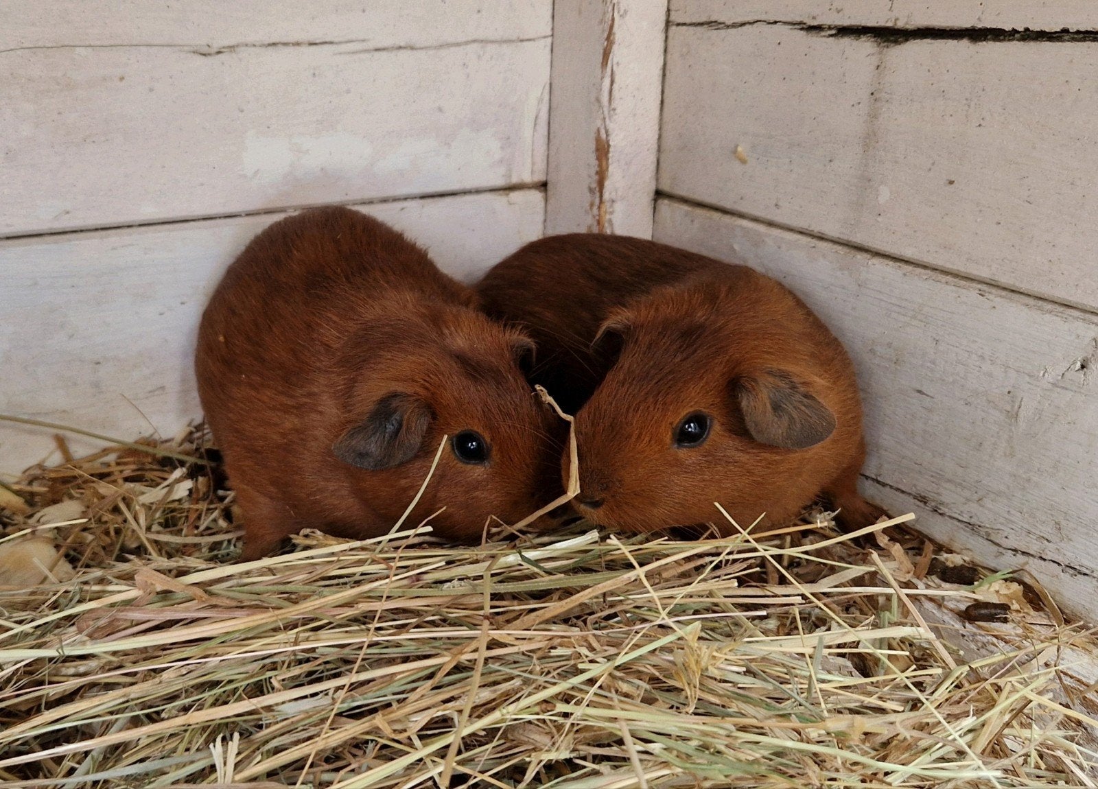 2 lieve cavia's, April, Mannelijk, Cavia