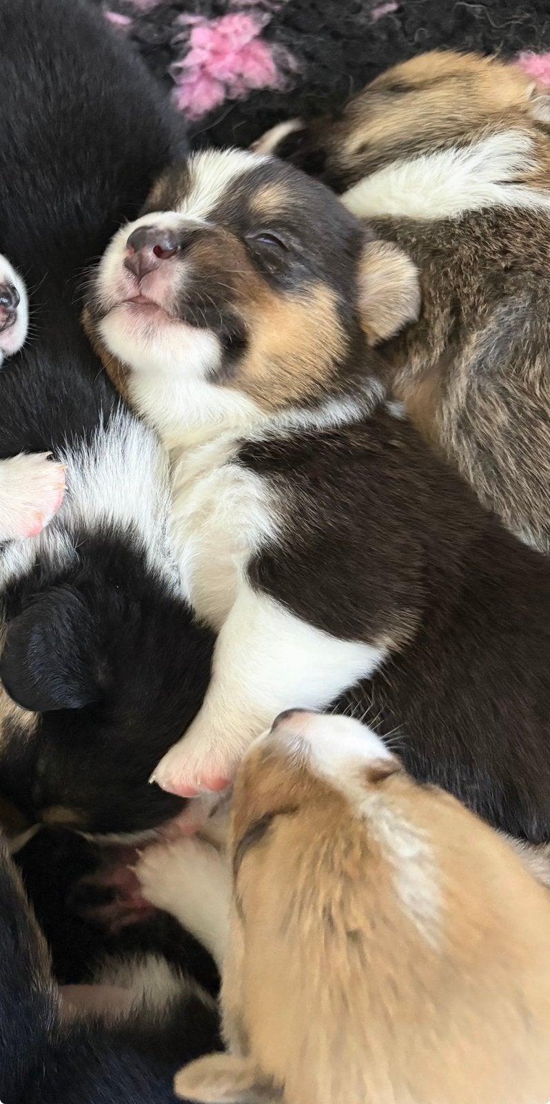 Welsh Corgi Cardigan pups - nog 1 reu beschikbaar, Dieren en Toebehoren, Honden | Herdershonden en Veedrijvers, Meerdere dieren
