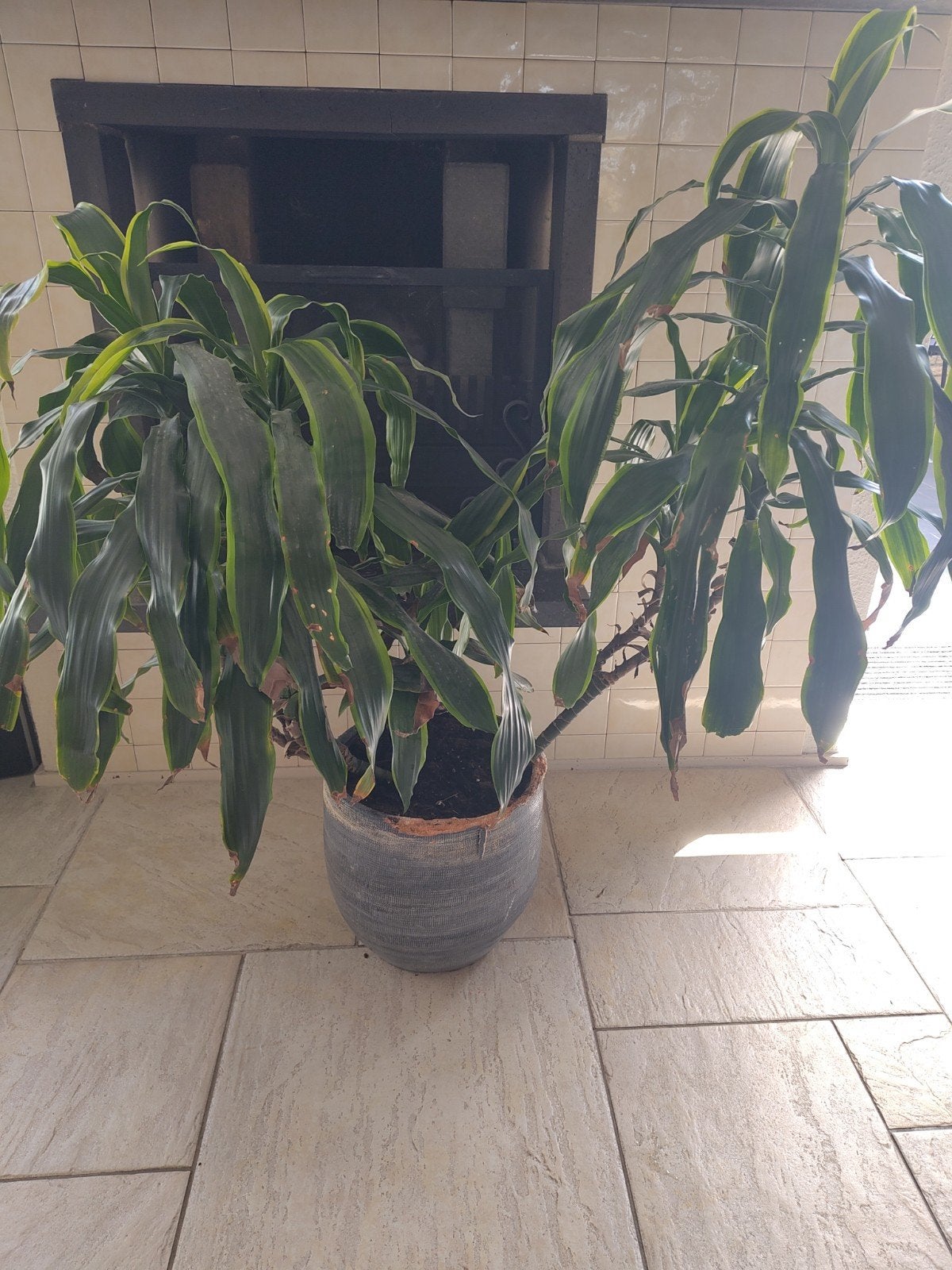 Plant met pot, Ophalen, Overige soorten, Halfschaduw
