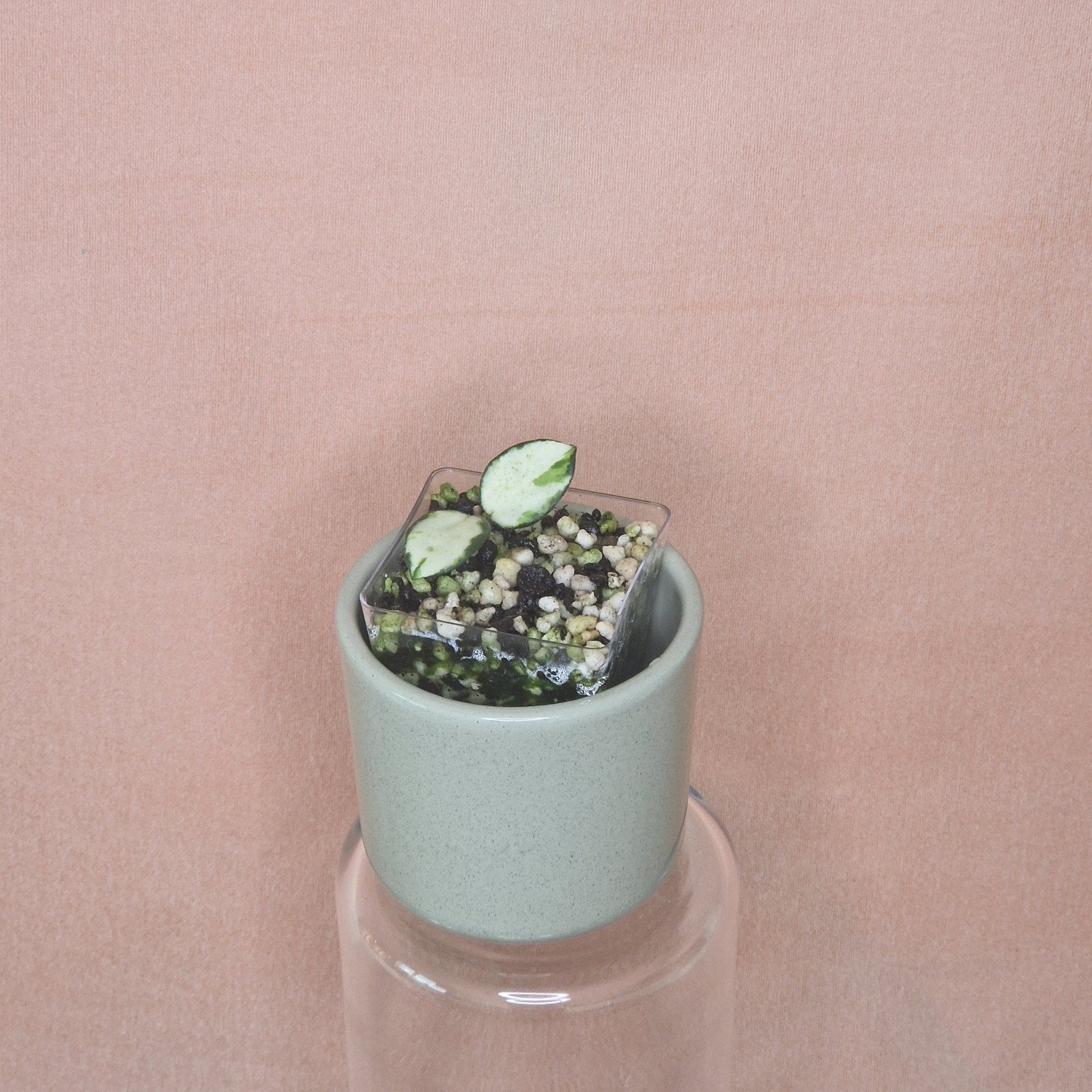 Hoya Mathilde Variegated, Verzenden, Overige soorten, Halfschaduw, Minder dan 100 cm