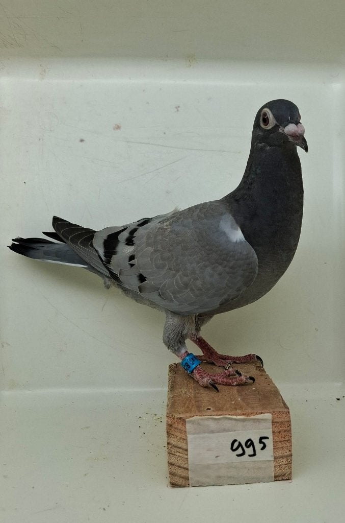Te koop jonge duif uit "Bram" (995), Dieren en Toebehoren, Vogels | Duiven, Geslacht onbekend, Postduif