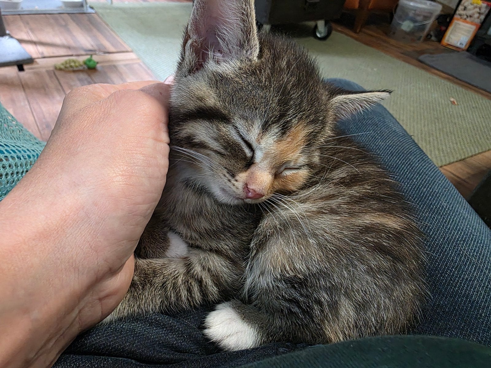 Snowshoe kruising, zeer lieve en aanhankelijke kittens, Dieren en Toebehoren, Meerdere dieren, Ontwormd, 0 tot 2 jaar