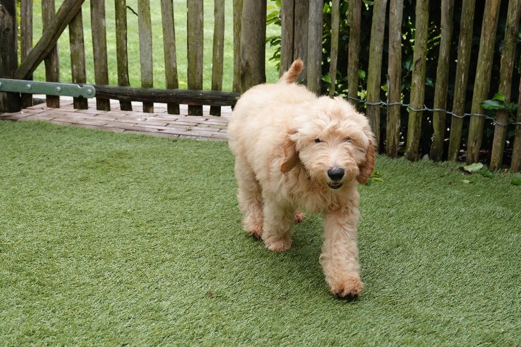 Prachtige mini Labradoodle pups, met stamboom, Parvo, België, Overige rassen, 8 tot 15 weken
