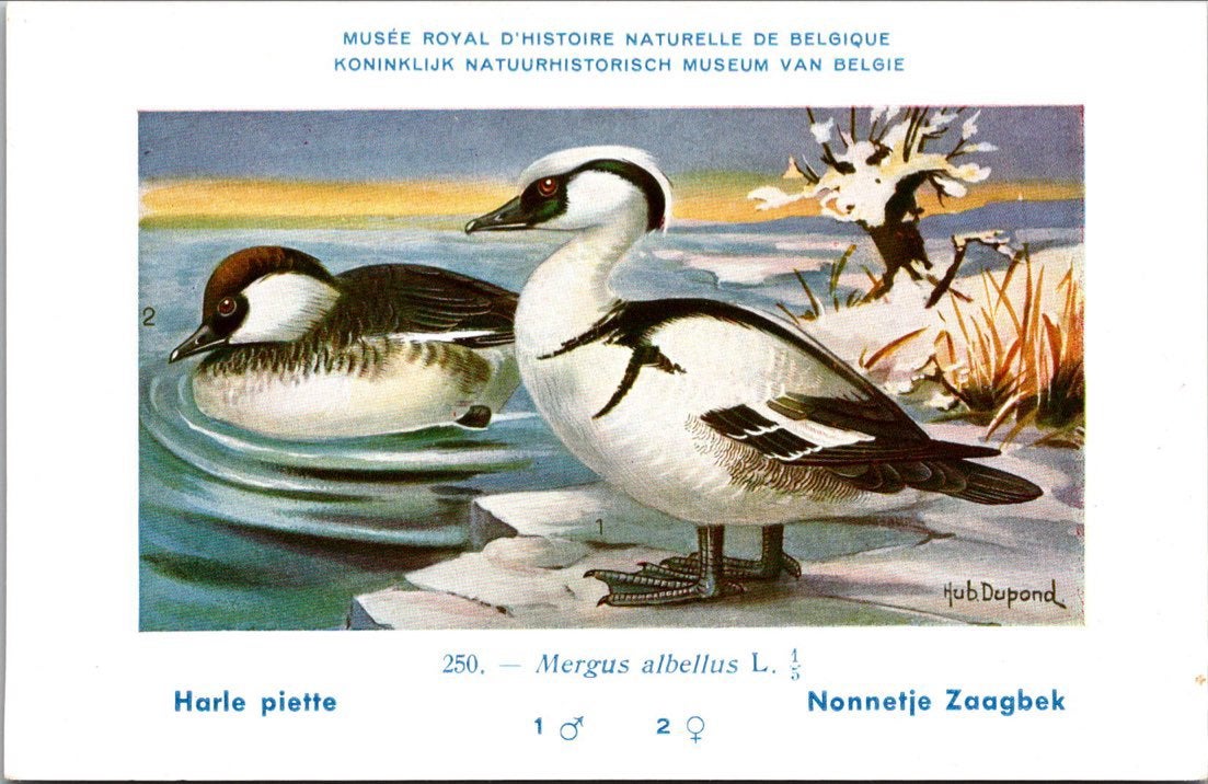 Nonnetje Zaagbek / Smew – Nº 250 – (KBIN / IRSNB), Verzamelen, Verzenden, 1940 tot 1960, Ongelopen, Vogel