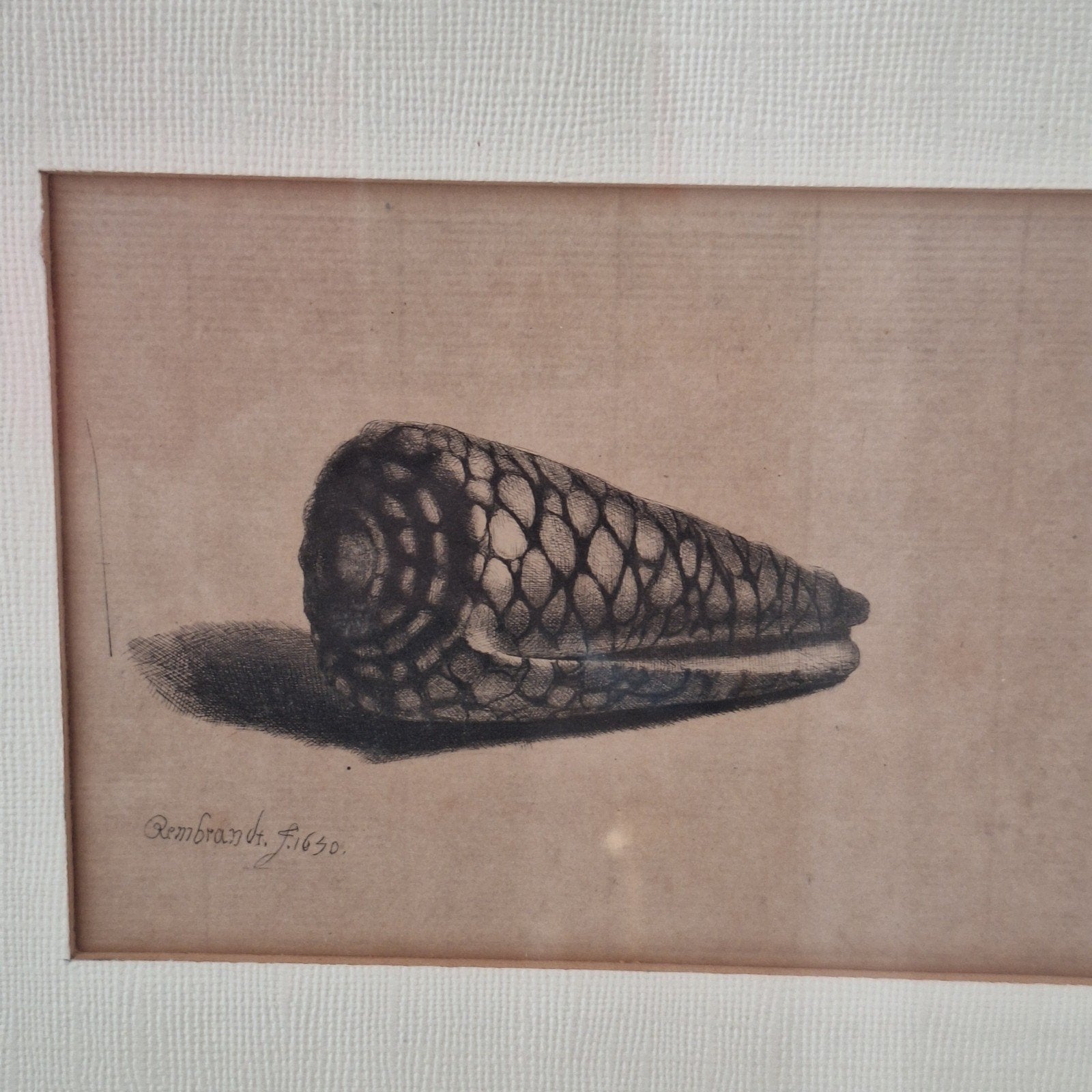 Repro ets Schelp Rembrandt Shell oude lijst, Ophalen of Verzenden, Flora en Fauna