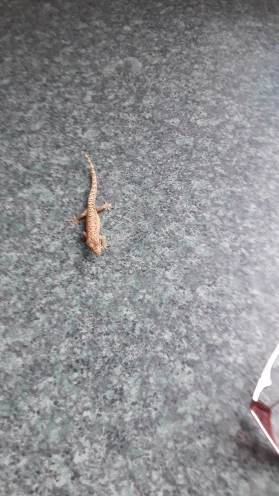 Te Koop Lepididactylus Lugubris. twee slachtige gekko, Ophalen of Verzenden