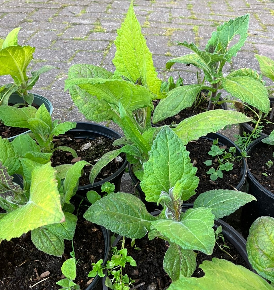 Yacon planten BIOLOGISCH, Ophalen, Vaste plant, Groenteplanten, Volle zon