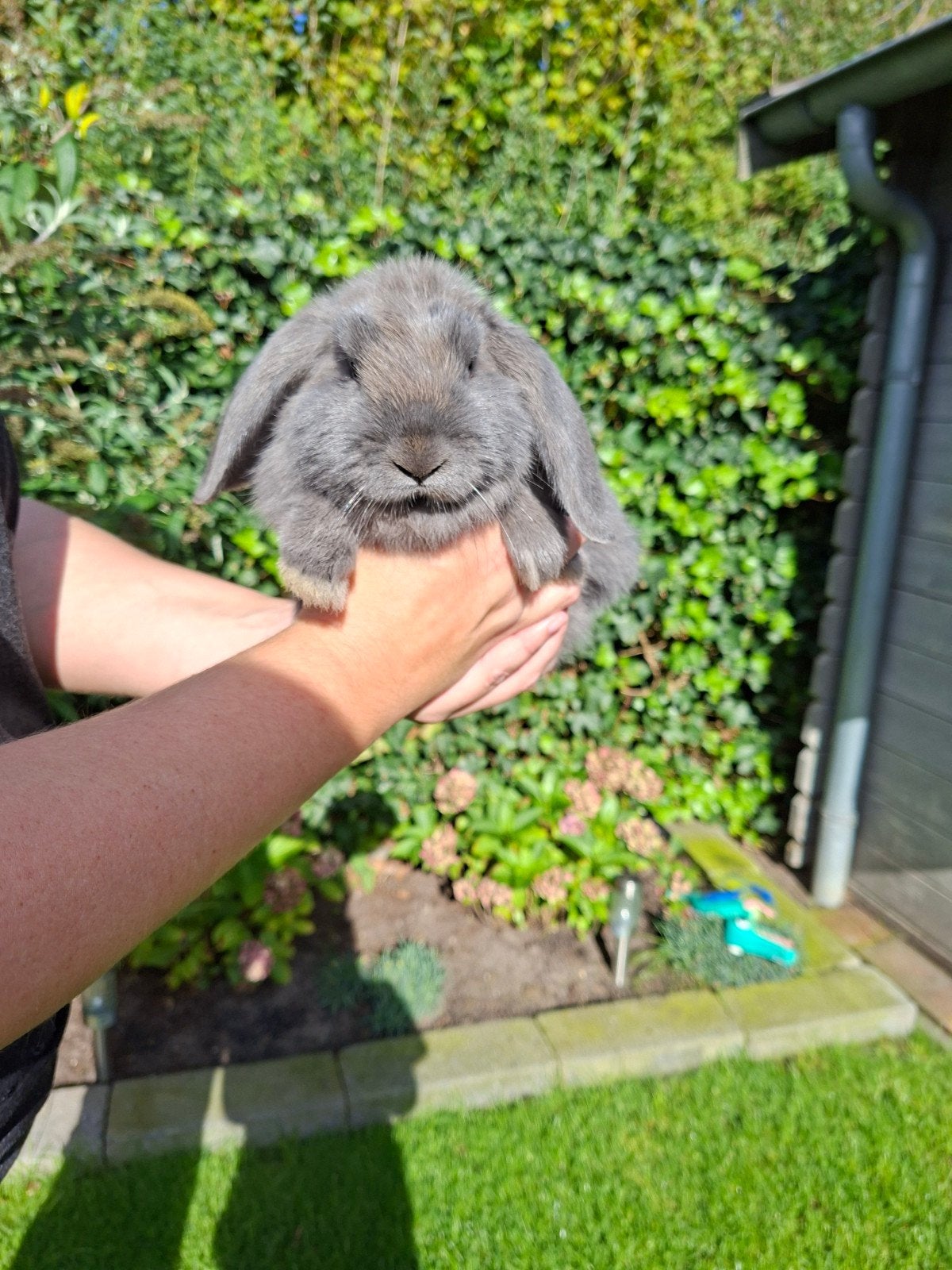 2 lieve hangoor konijntjes 9 weken, Dieren en Toebehoren, Meerdere dieren, Dwerg, Hangoor