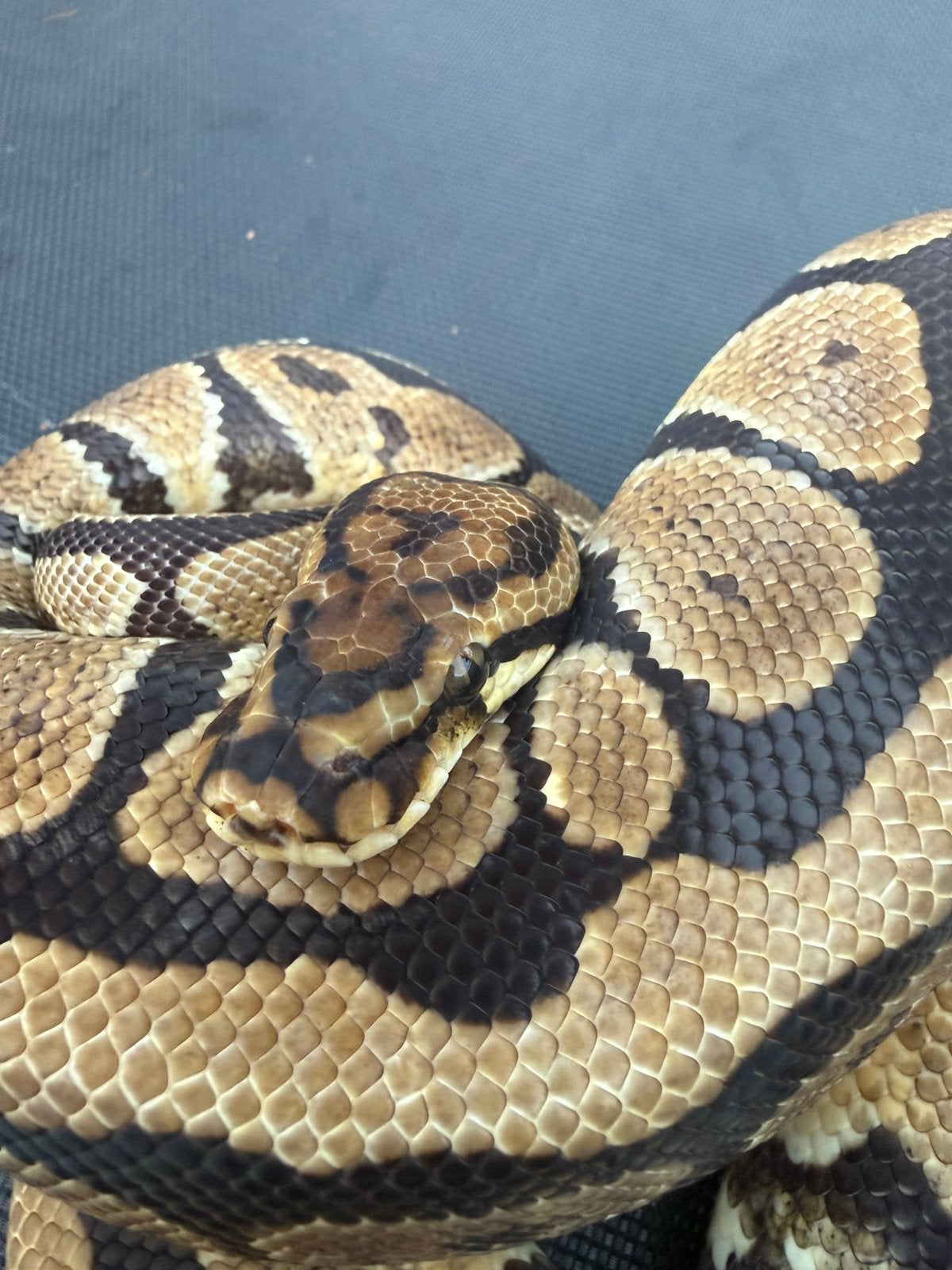 Ball python, python Regius Ball Python - female for sale from Mulder