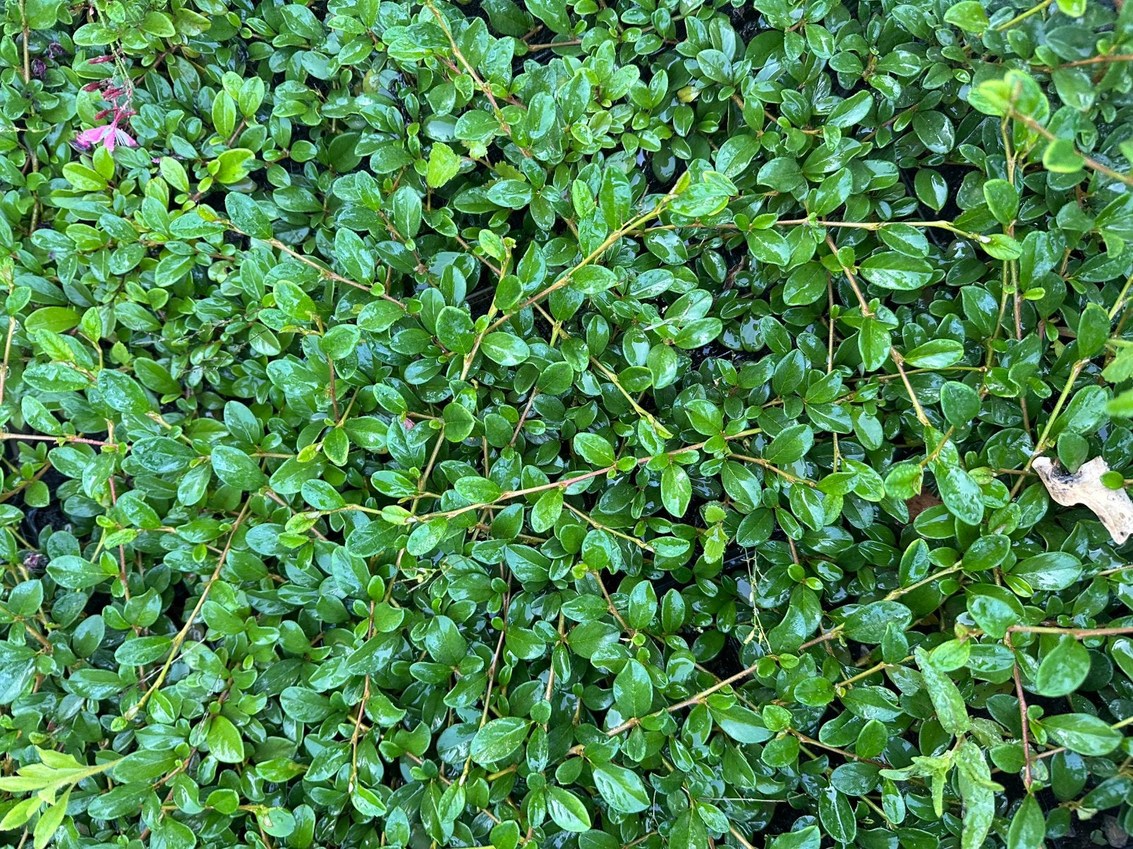 Cotoneaster dammerii, Tuin en Terras, Ophalen, Overige soorten, Minder dan 100 cm