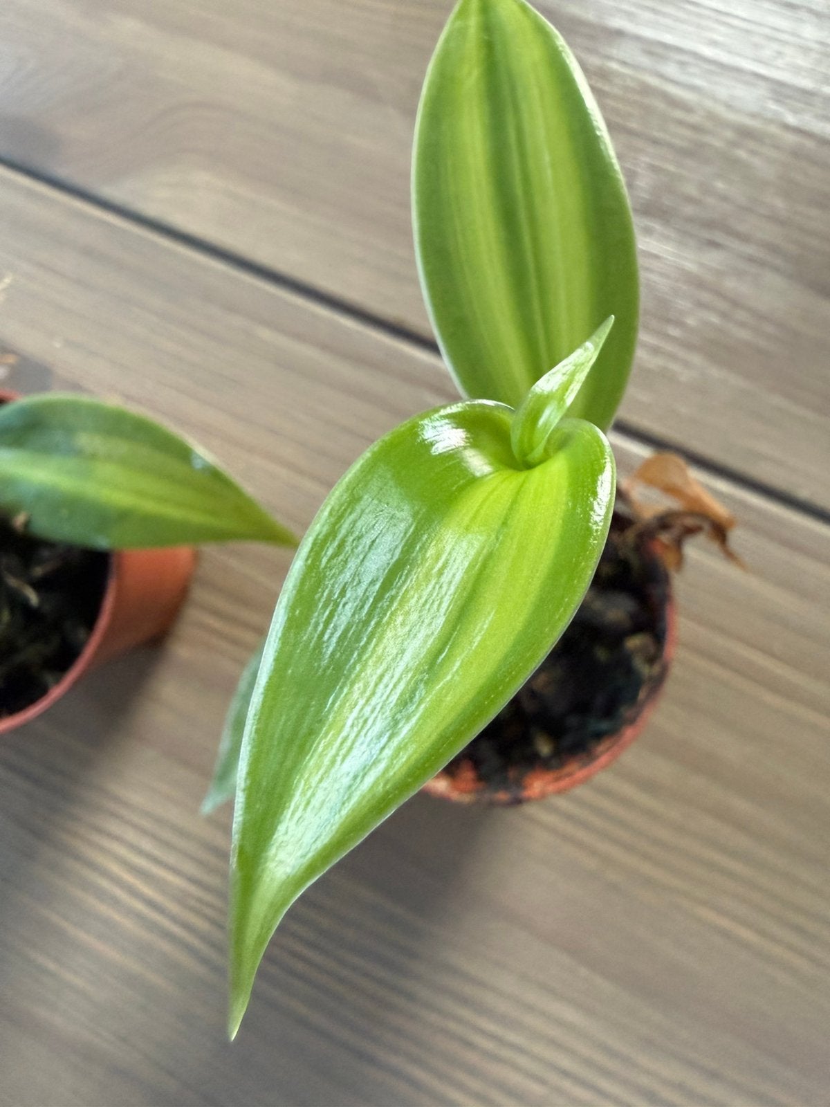 Vanilla planifolia 'Aurea' Variegated - Vanille Orchidee, Tuin en Terras, Planten | Tuinplanten, Vaste plant, Ophalen of Verzenden