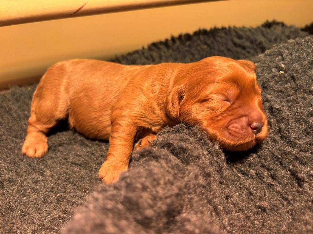 Mini labradoodle pup, Overige rassen, 8 tot 15 weken, Teef, Eén hond