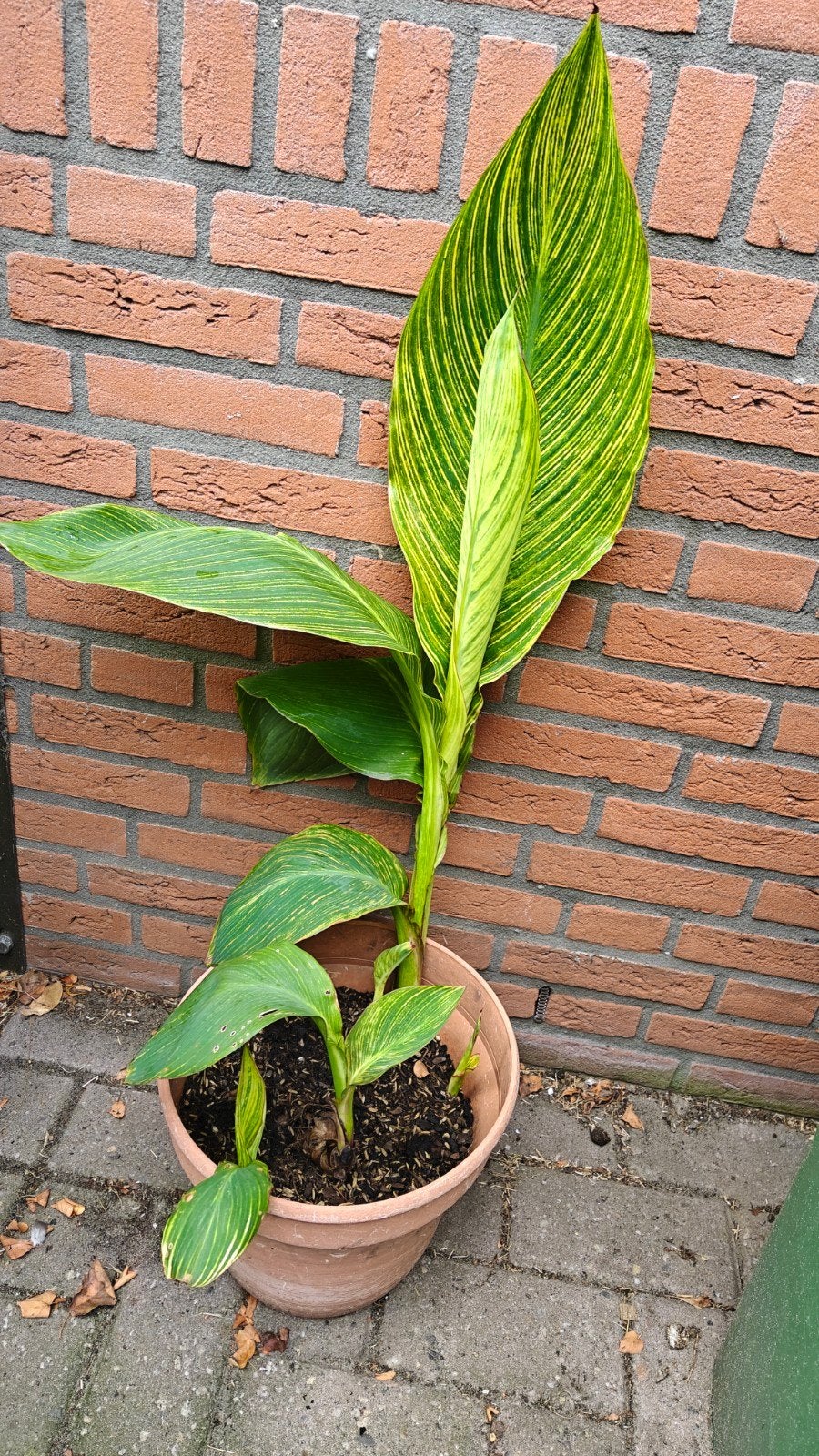 Canna 'Pretoria' (Geel gestreepte bladeren), Ophalen