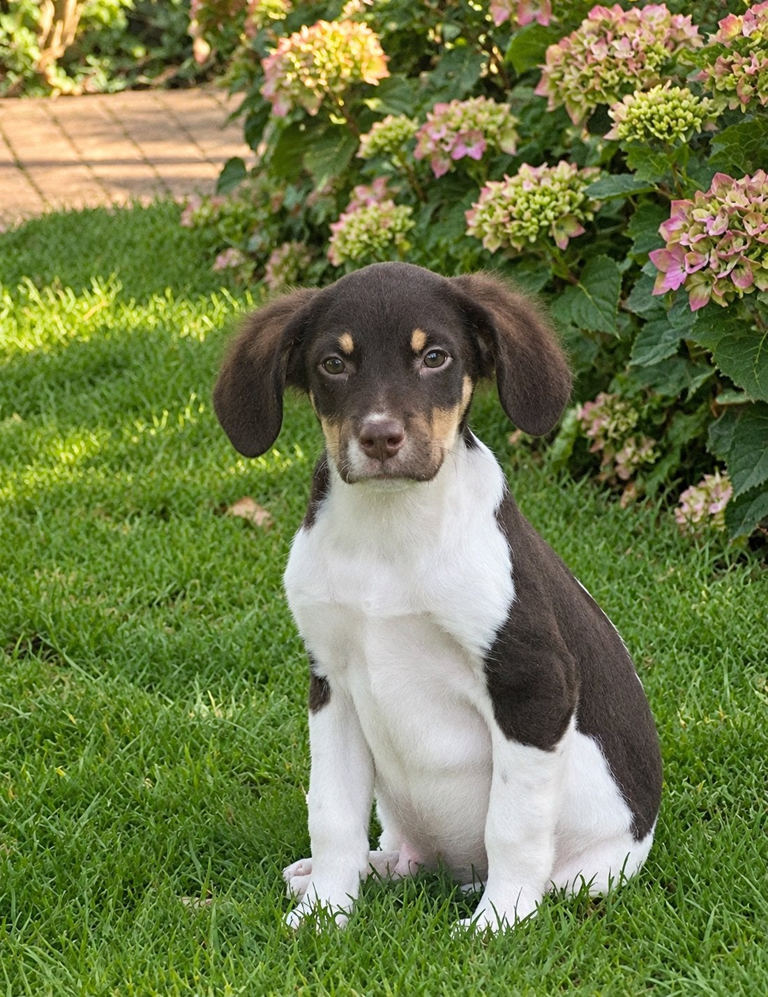 Wegens annulering LABRADOR x FRIESE STABIJ  pup