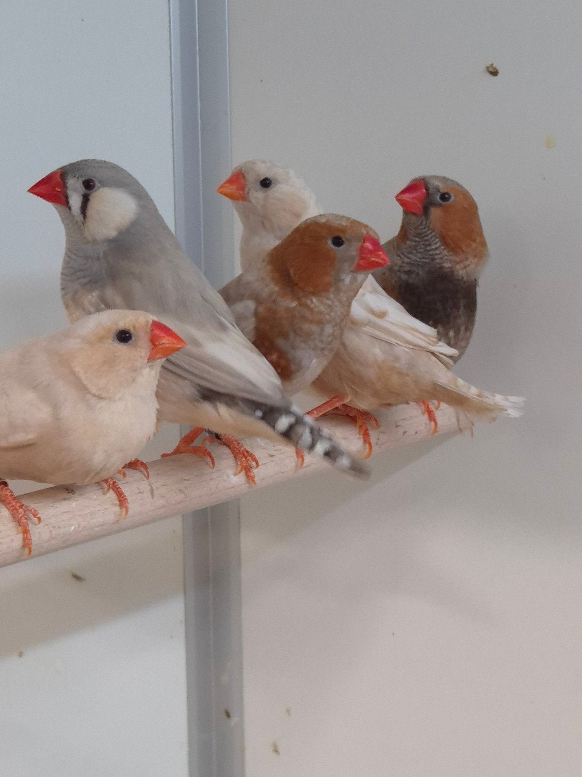 6-6 Zebravinken mutaties, Meerdere dieren, Tropenvogel, Geringd