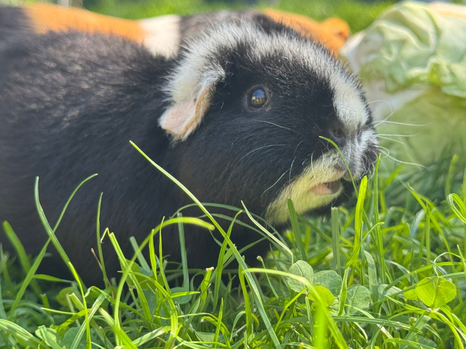 Lief zeugje Dropje, Dieren en Toebehoren, November, Vrouwelijk, Cavia