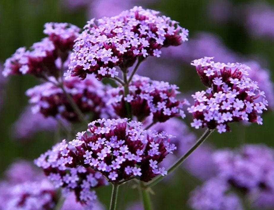 Verbena bonariensis P9 - IJzerhard - 3000 op voorraad, Tuin en Terras, Overige soorten, Volle zon, Vaste plant, Ophalen of Verzenden
