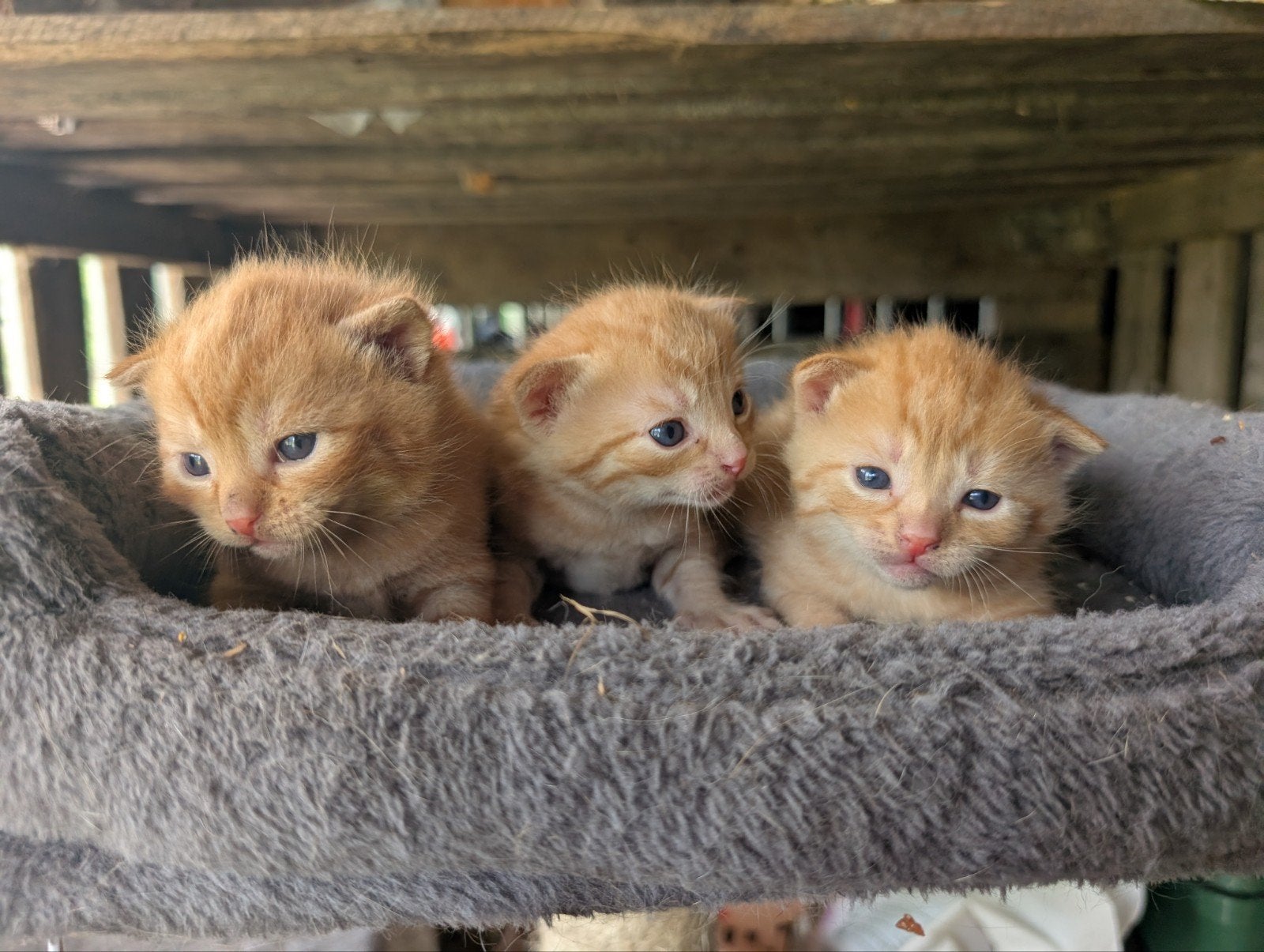 Kittens te koop