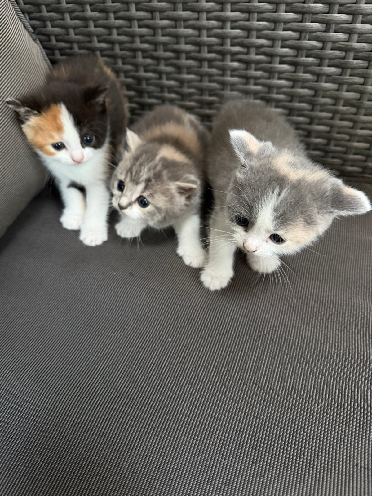 Britse korthaar kittens, Poes, 0 tot 2 jaar