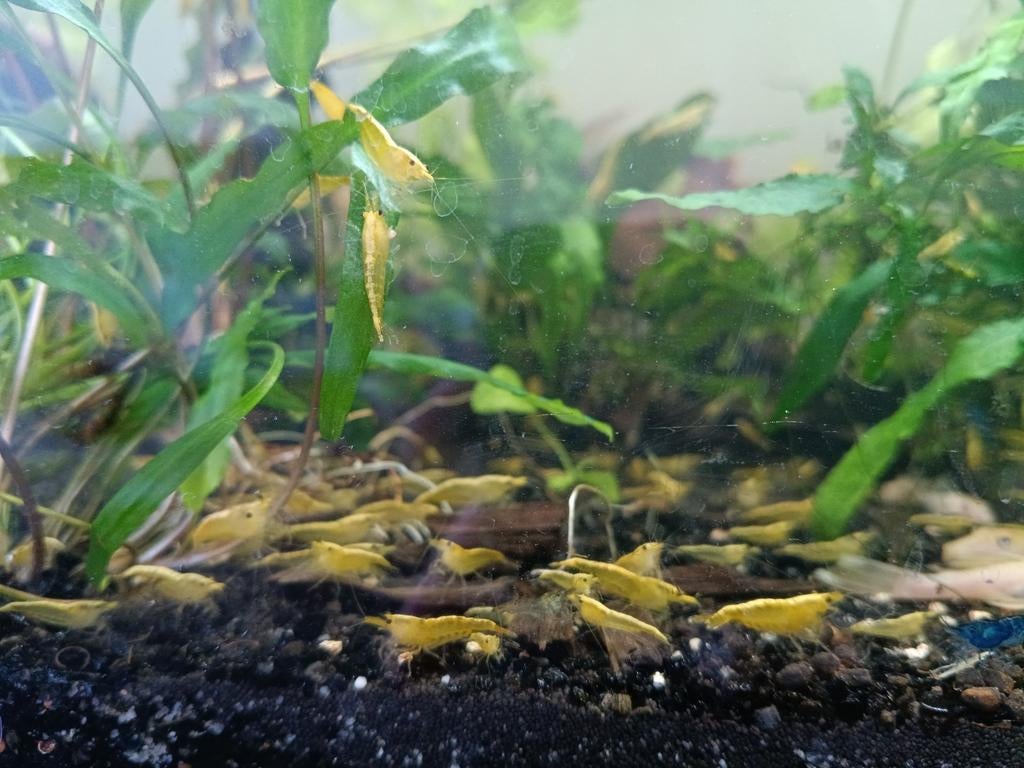 Yellow backline gele garnalen, Dieren en Toebehoren, Kreeft, Krab of Garnaal, Zoetwatervis