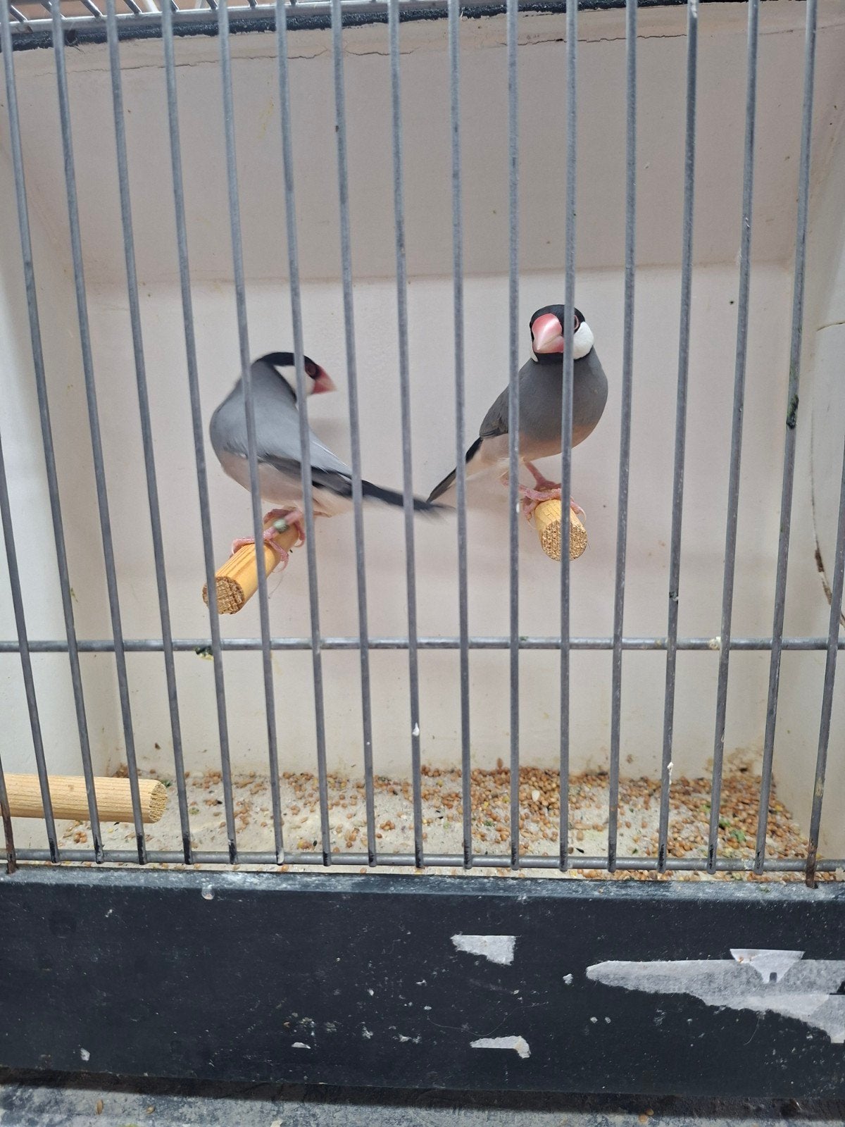 koppels Wildkleur rijstvogels, Dieren en Toebehoren