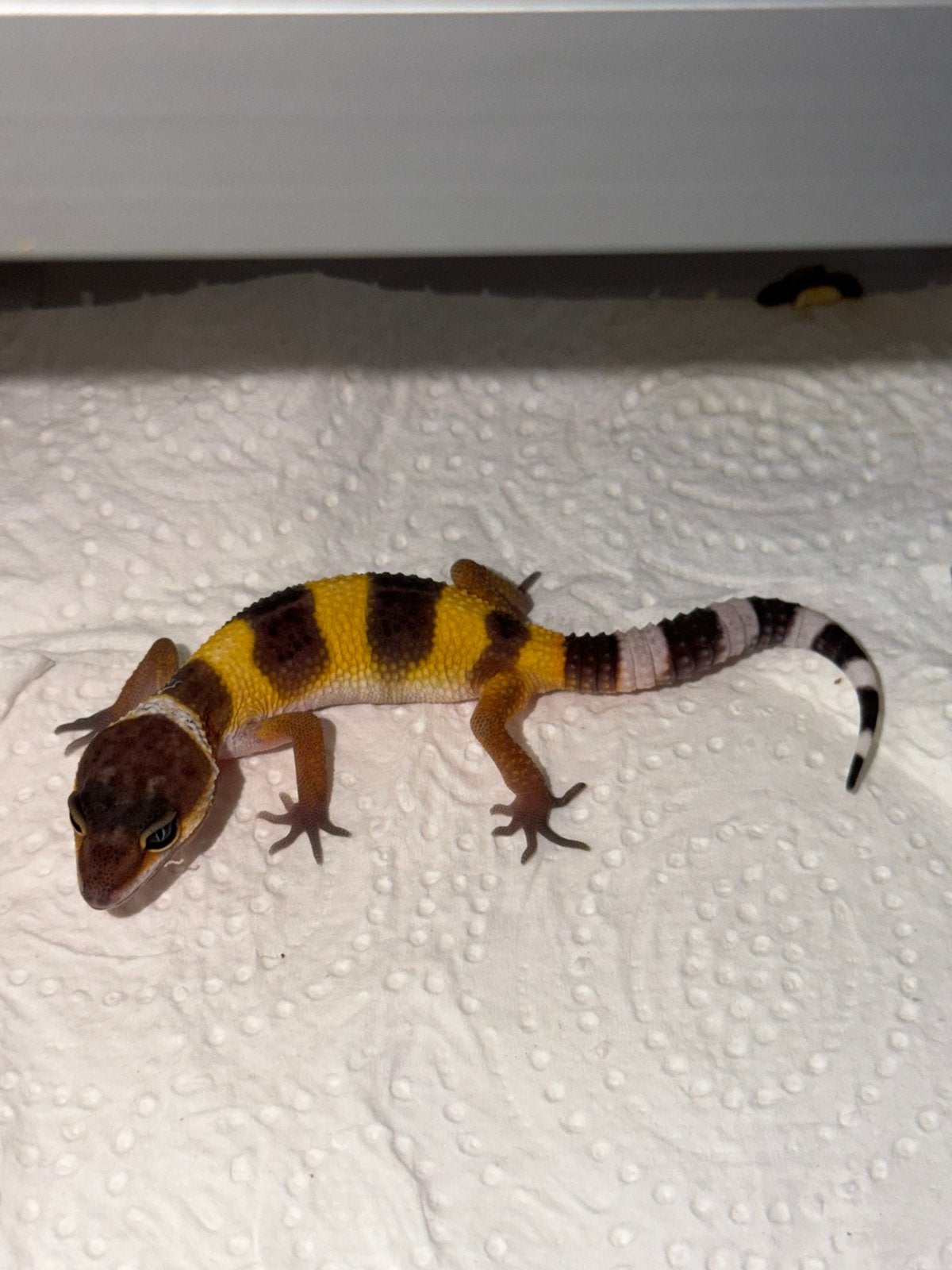 Black night x tangerine luipaardgekko vrouw, Hagedis, 0 tot 2 jaar