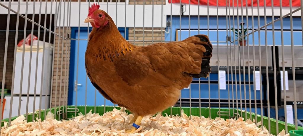 Broedeieren New hampshire kriel te koop, Dieren en Toebehoren, Geslacht onbekend, Kip