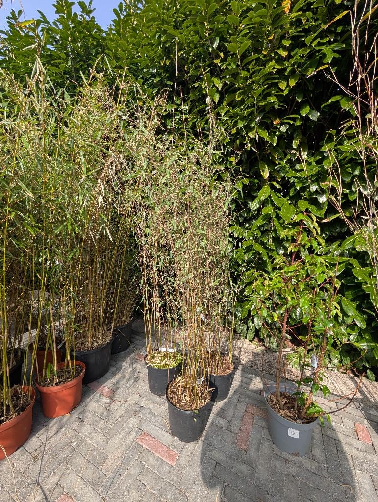 Bamboe Fargesia jiuzhaigou 4, Tuin en Terras, Planten | Tuinplanten, Overige soorten, Halfschaduw, Bloeit niet, Ophalen