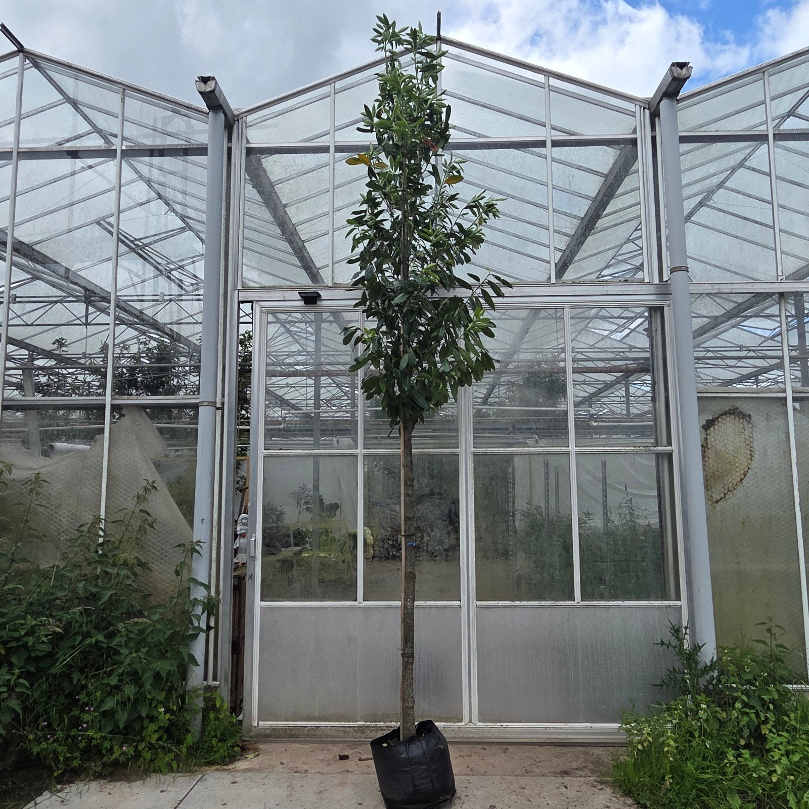 Prunus caucasica laurier bomen, Ophalen of Verzenden, Volle zon, Overige soorten, 400 cm of meer