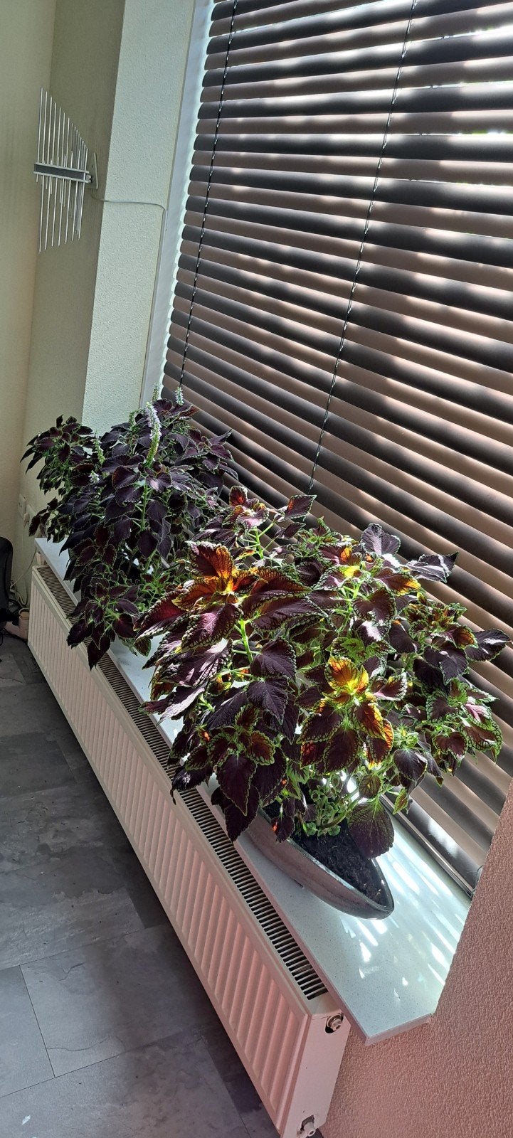 Coleus stekken (siernetel) met mooi sierlijk randje., Bloeiende kamerplant, Ophalen of Verzenden