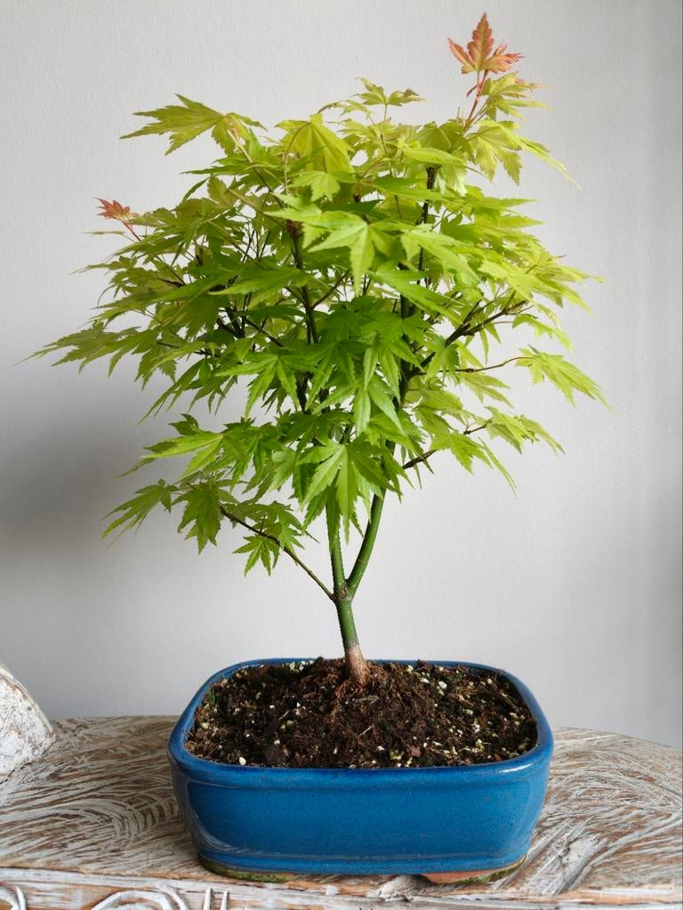 Acer Japanse Esdoorn bonsai, Ophalen of Verzenden, Bloeit niet, Overige soorten, Halfschaduw