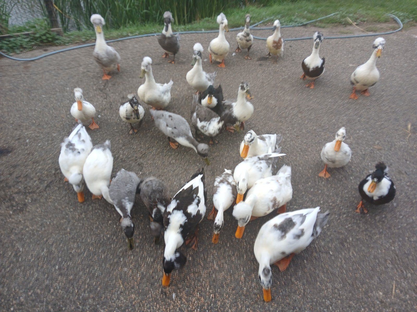 oud hollandse kuifeenden, Dieren en Toebehoren, Meerdere dieren, Eend