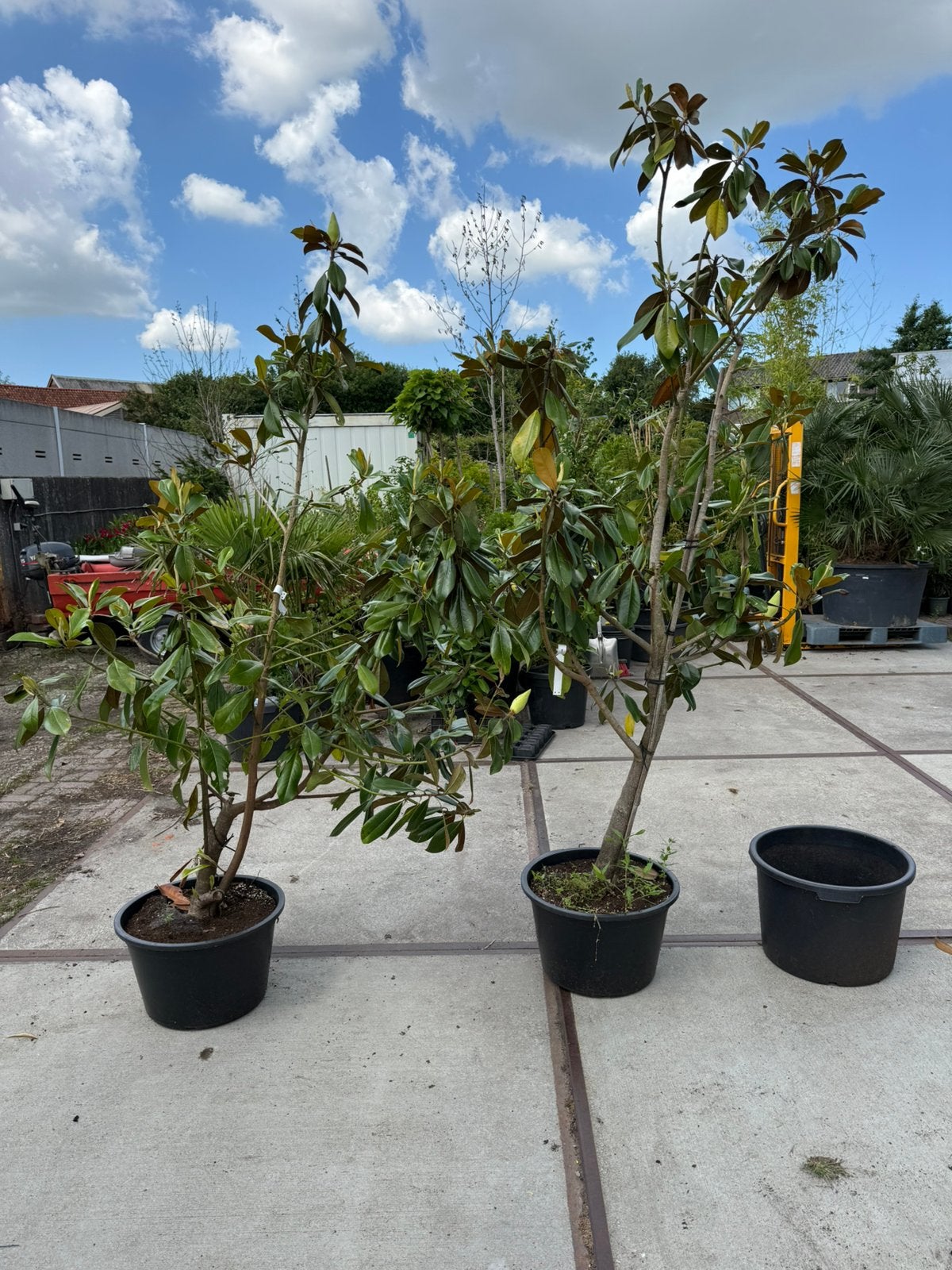 Magnolia grandiflora de nantes grote struik 79,50, Ophalen, Overige soorten, Struik, 100 tot 250 cm