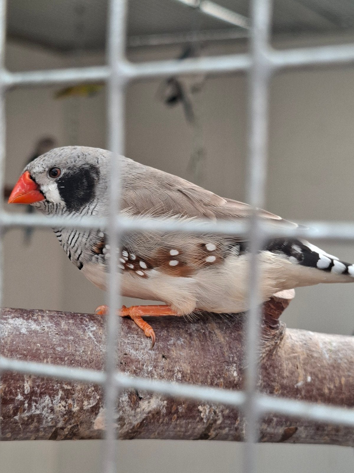 Zebravinken., Meerdere dieren