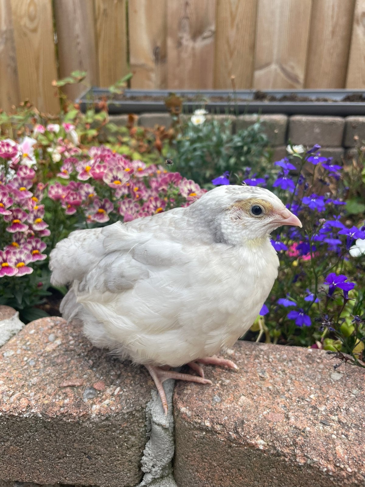 Japanse Kwartels, Meerdere dieren, Overige soorten