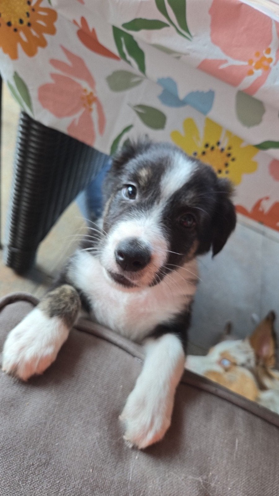 Kruising Australian Shepherd puppy's, Overige rassen, 8 tot 15 weken, Meerdere, Meerdere dieren