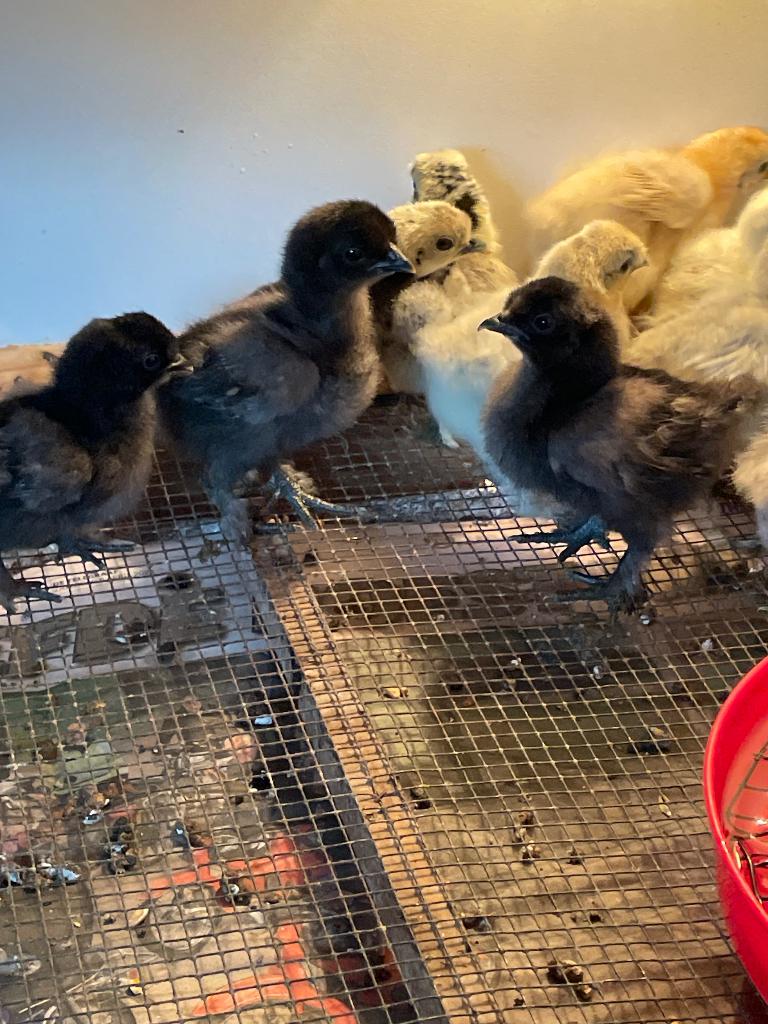 Zijdehoender kuikens te koop, Dieren en Toebehoren, Geslacht onbekend, Kip